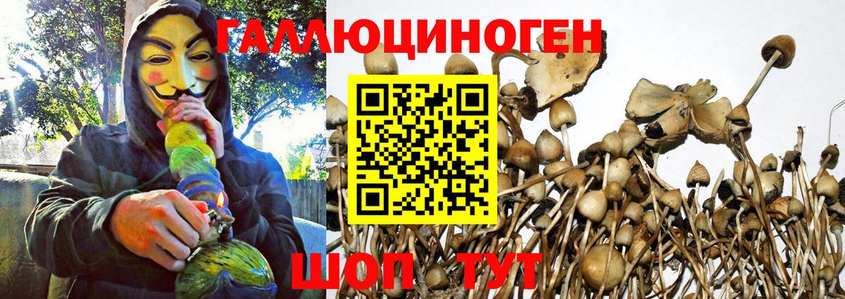 Томск  Галлюциногенные грибы Psilocybe  Вход с VPN 